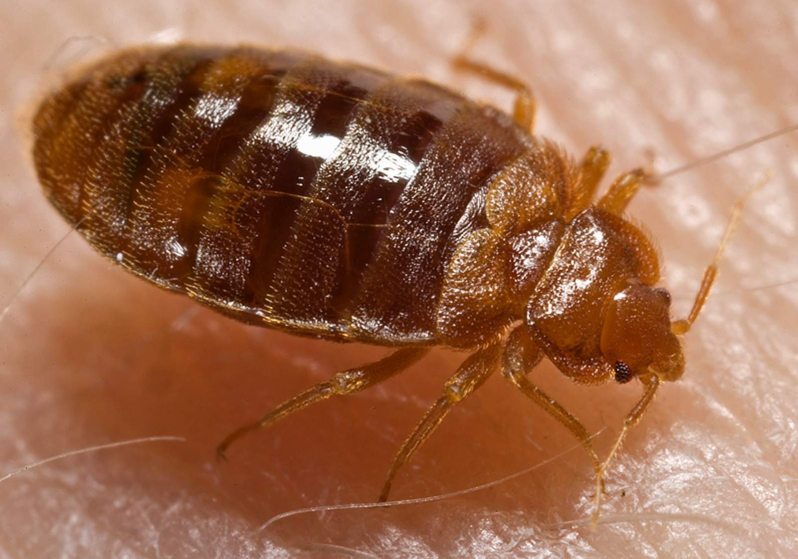 Getting Rid Of Bed Bugs Bed Bugs Repellent Guide