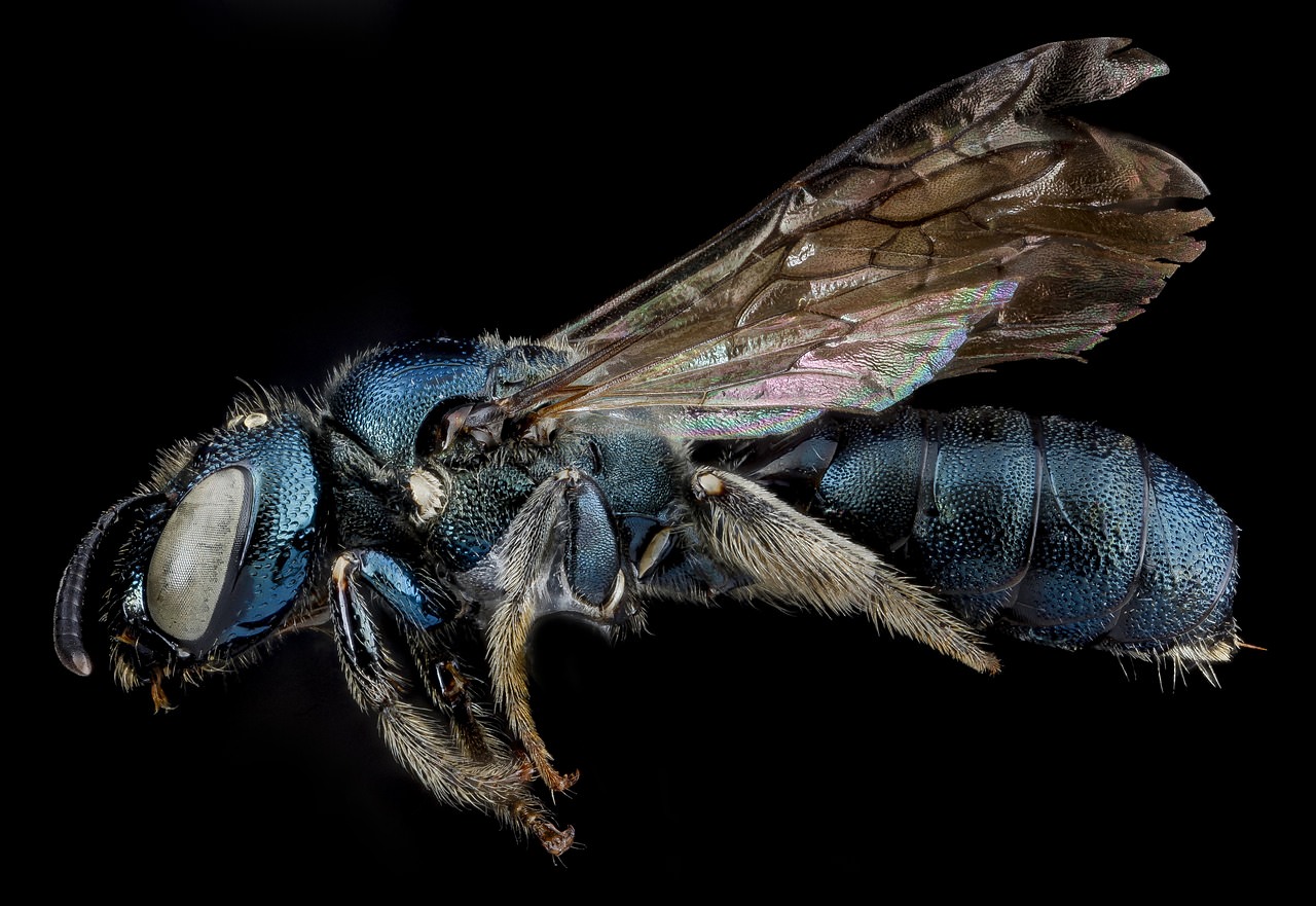 are carpenter bees dangerous to dogs