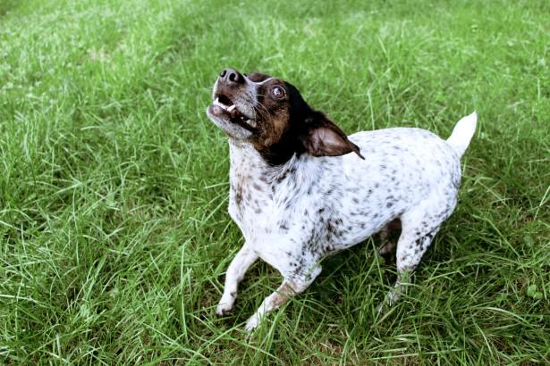 Dog deterrent outlet for grass