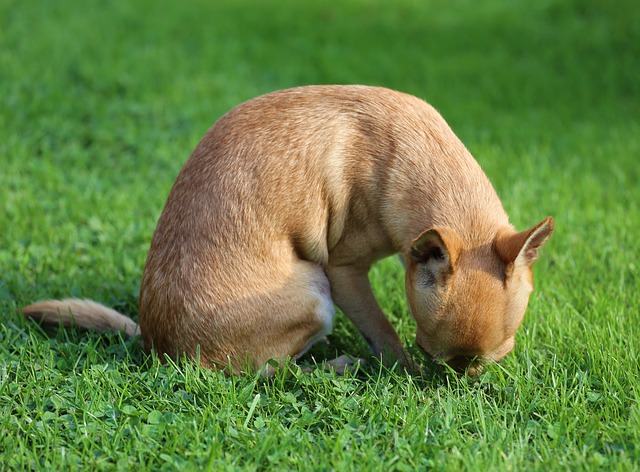 Dog repellent for clearance grass