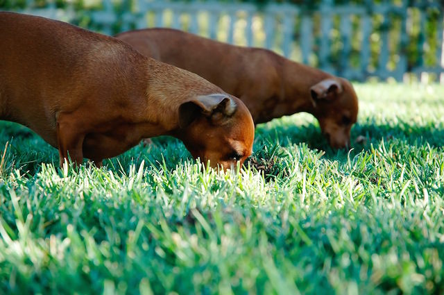 does citronella stop dogs digging