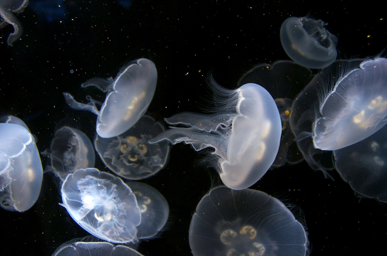 are moon jellyfish dangerous to dogs