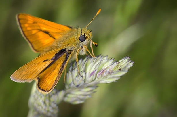 What Is The Best Natural Moth Repellent?