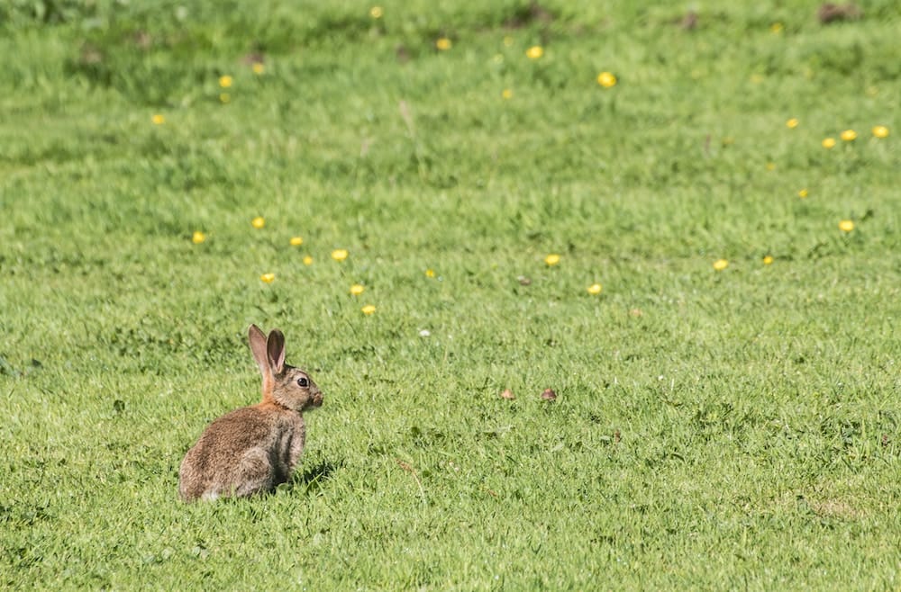 How to RabbitProof Your Garden Rabbits Repellent Guide