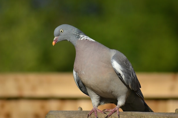 Ultrasonic bird repellent repels dog cat repellent dove pigeon