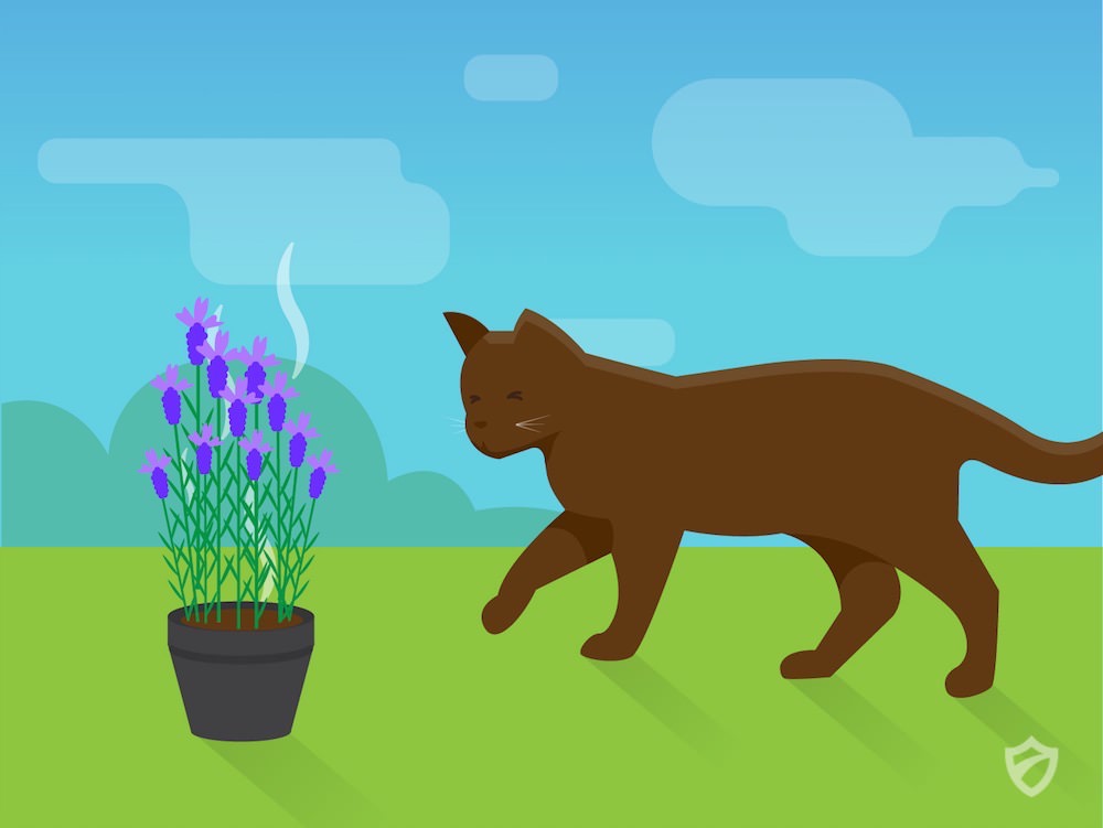 How To Stop Cats Pooping In My Garden Cats Repellent Guide