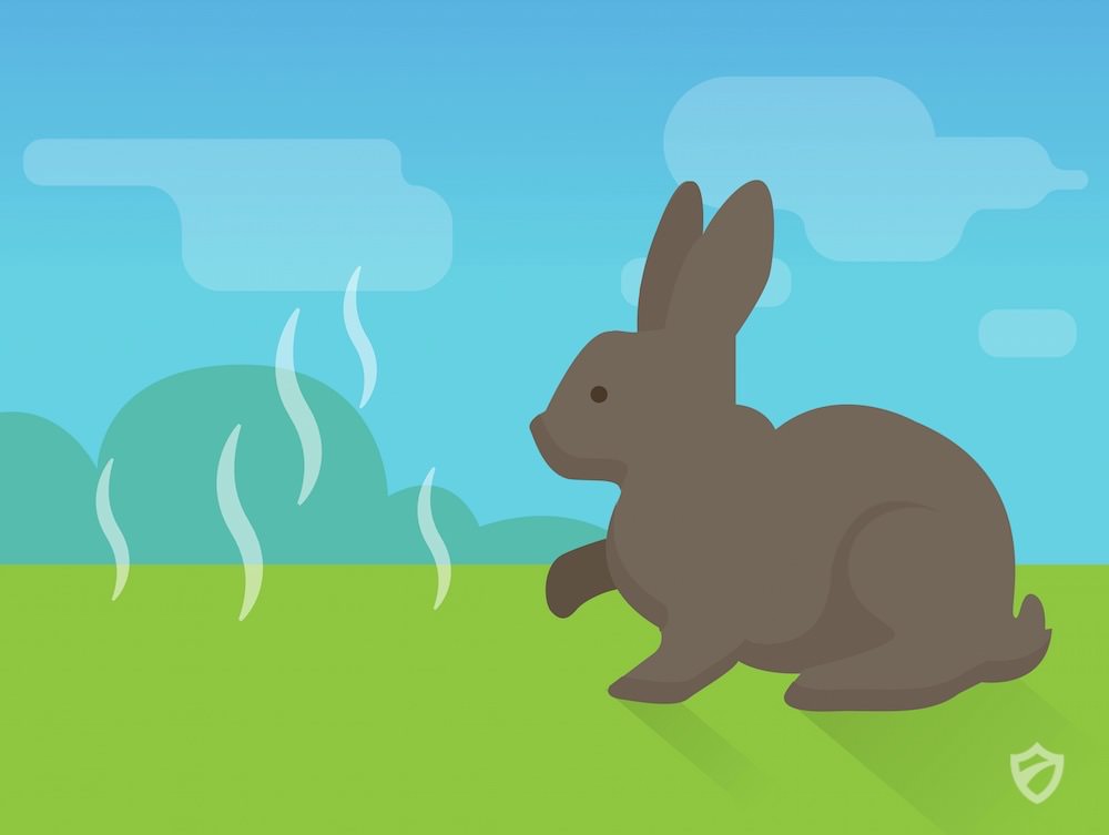 How to Make Homemade Rabbit Repellents Rabbits Repellent Guide